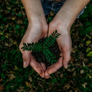 hands holding plant